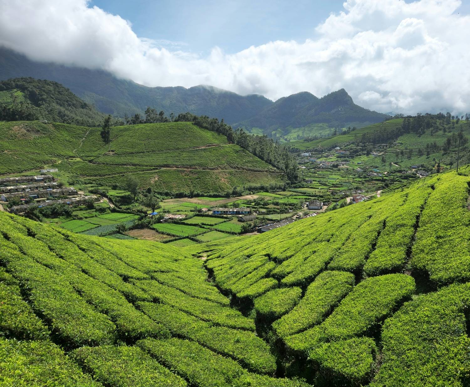 Munnar landscape