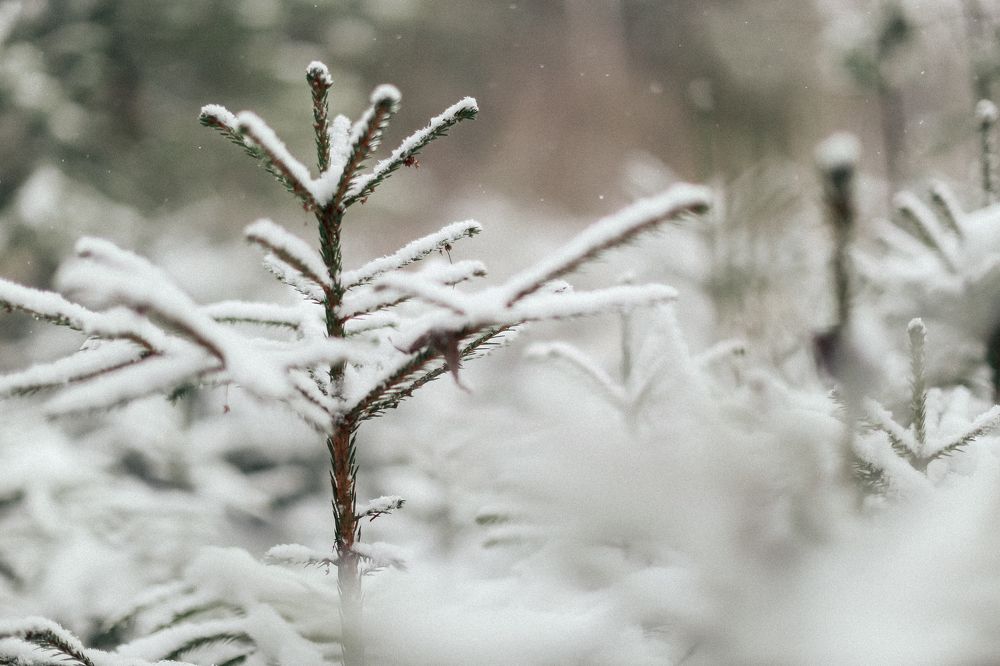 Photograph by Анастасия Исаичева