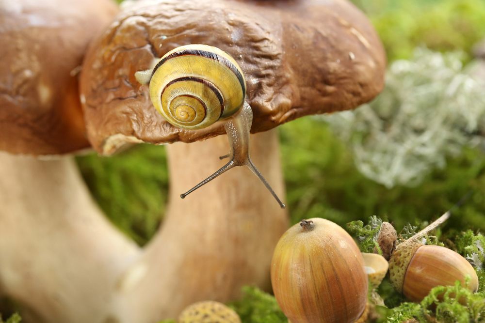 Photograph by Шруб (Беляева) Татьяна