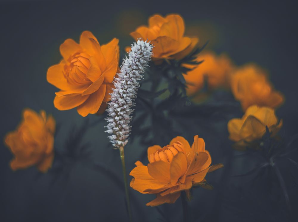 Фотография автора NIKOLAY KALININ