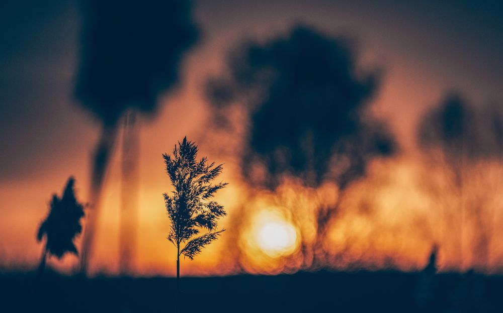 Фотография автора NIKOLAY KALININ