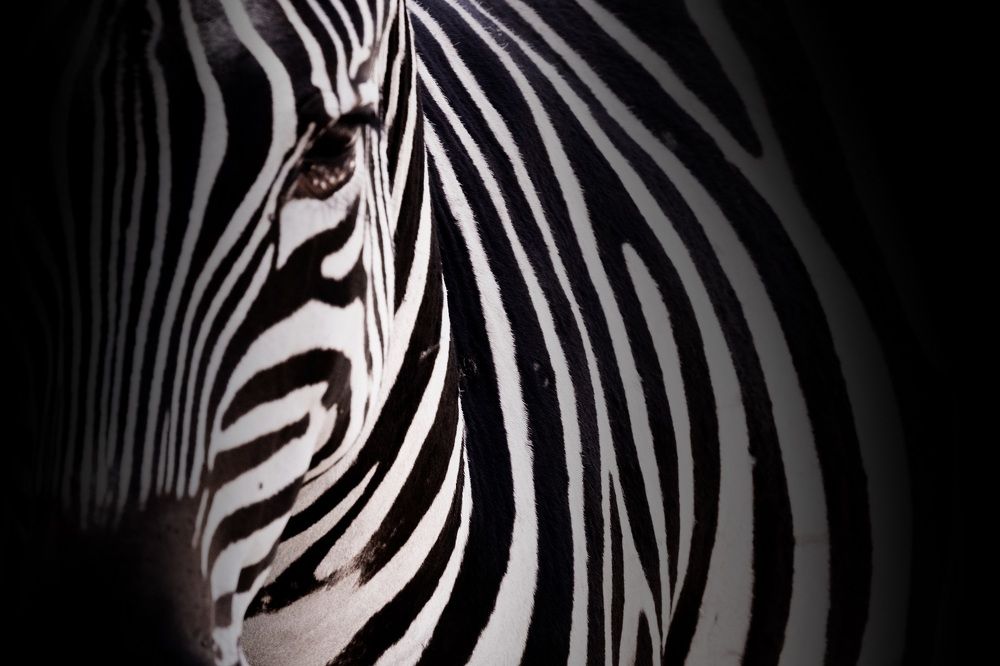 Фотография автора Anne Gabrielle Mougin