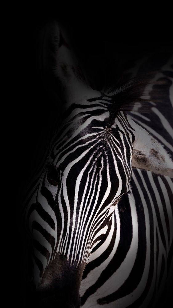 Фотография автора Anne Gabrielle Mougin