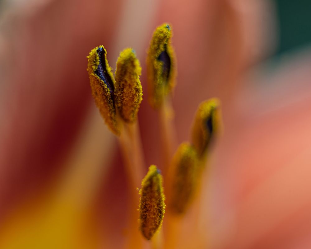 Фотография автора NIKOLAY KALININ