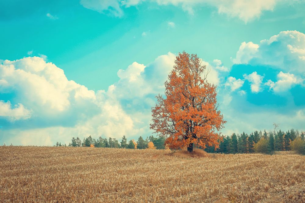 Фотография автора Игорь Ефремычев