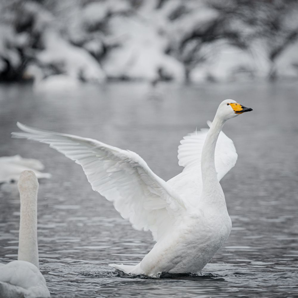 Фотография автора NIKOLAY KALININ