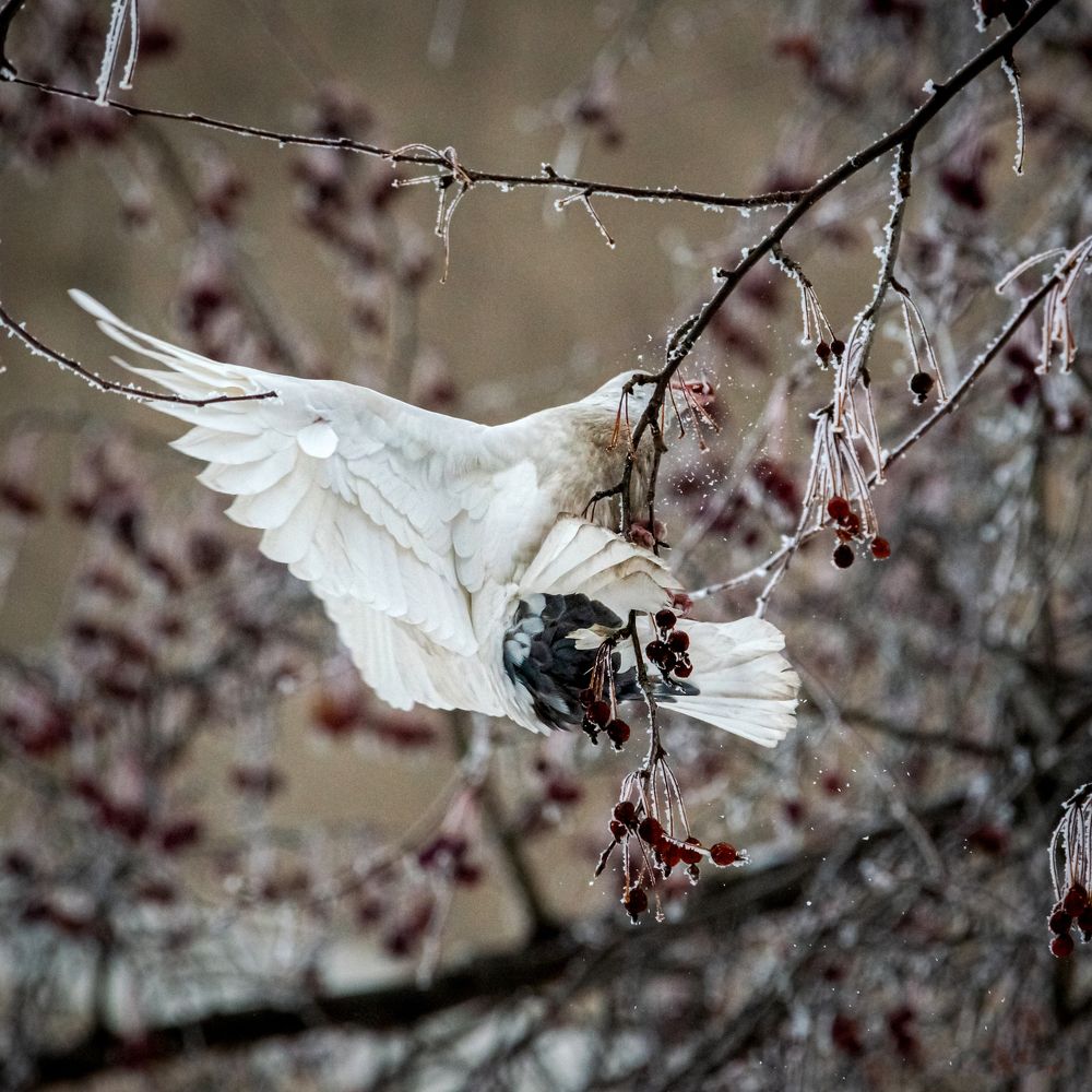 Фотография автора NIKOLAY KALININ