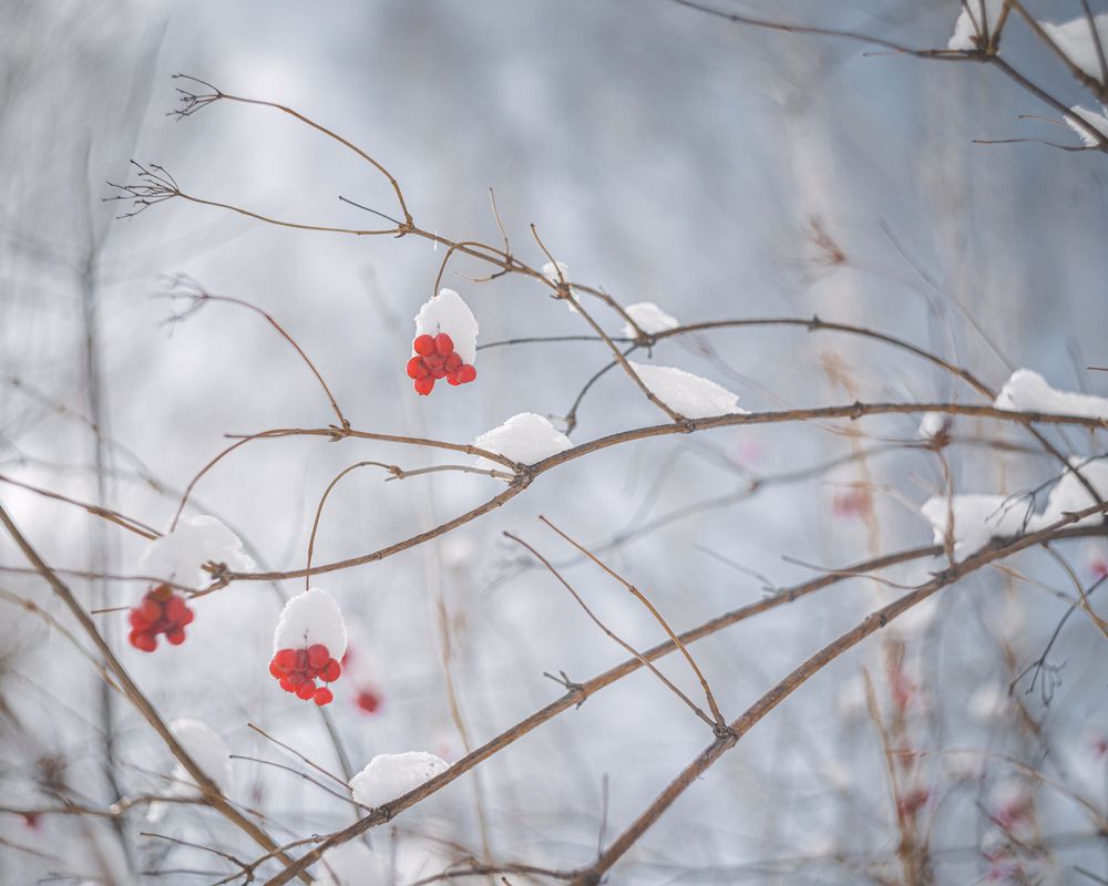 Фотография автора NIKOLAY KALININ
