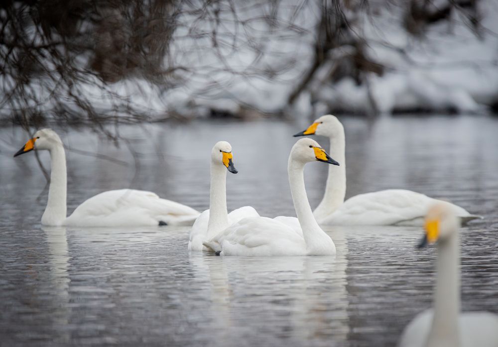 Фотография автора NIKOLAY KALININ
