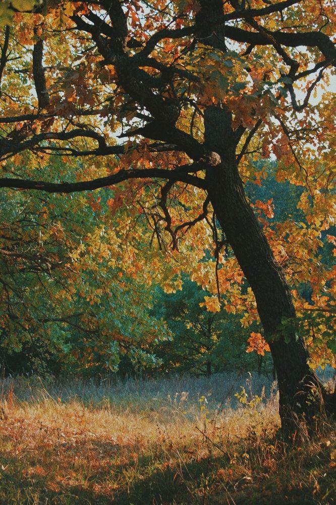 Photograph by Татьяна Конаева