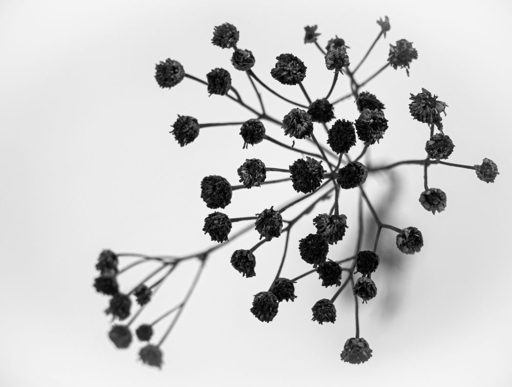 Фотография автора NIKOLAY KALININ