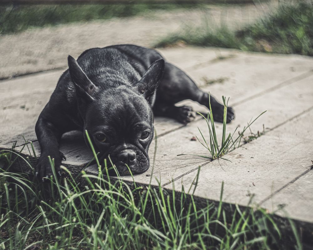 Фотография автора NIKOLAY KALININ