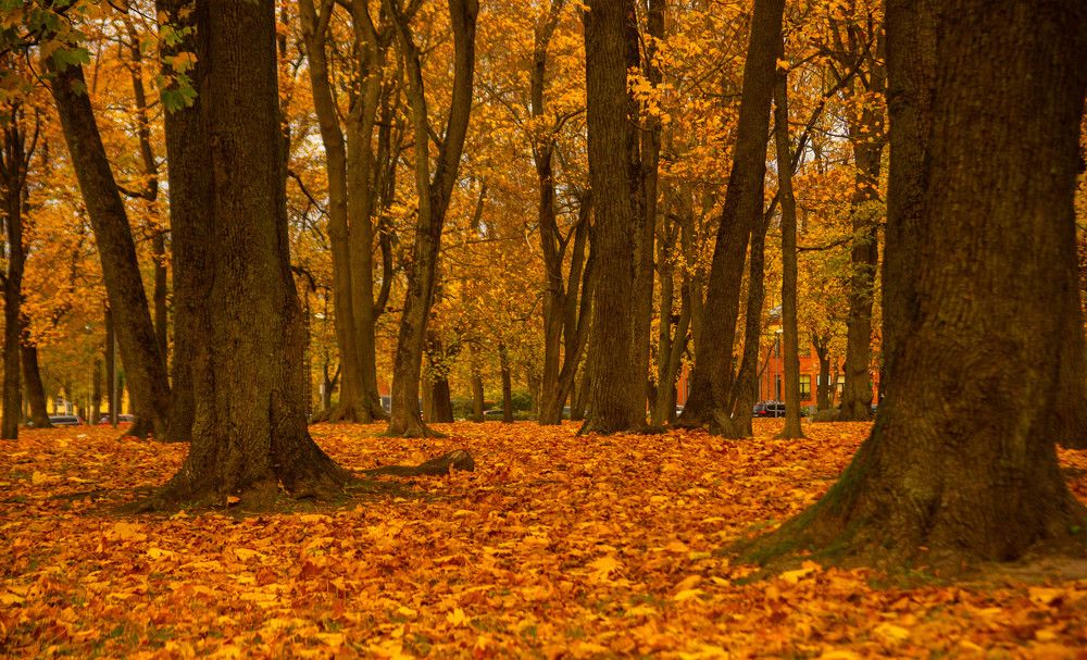 Фотография автора Aлексей Игнатьев