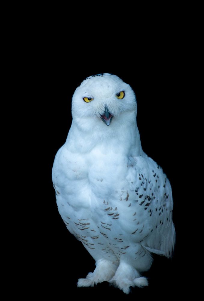 Фотография автора Aлексей Игнатьев