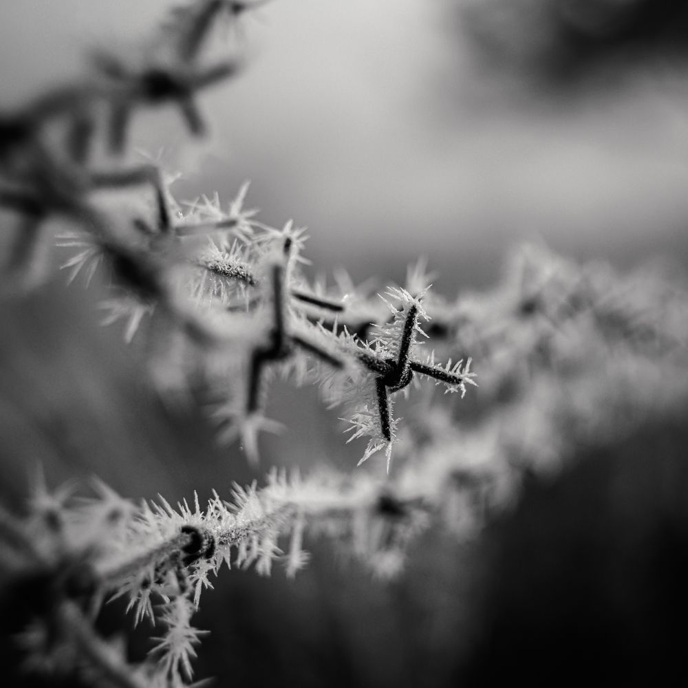 Фотография автора NIKOLAY KALININ