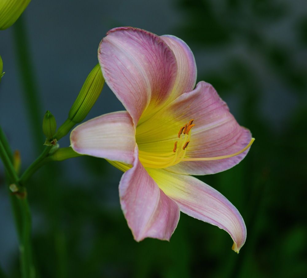 Photograph by Алексей Хазов