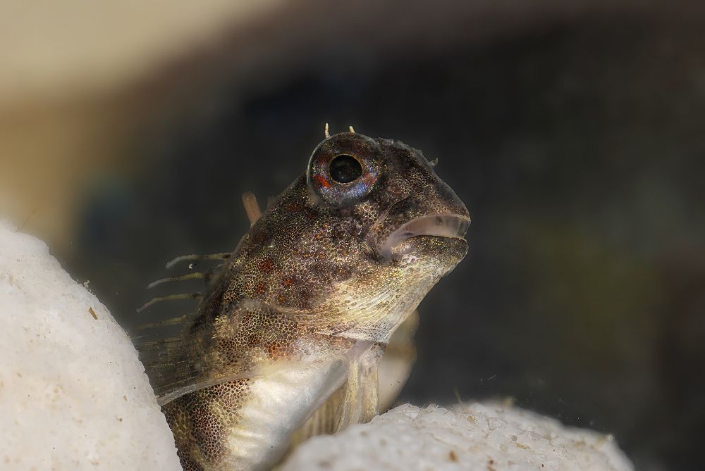 Фотография автора Minh Hoang Nguyen Tu