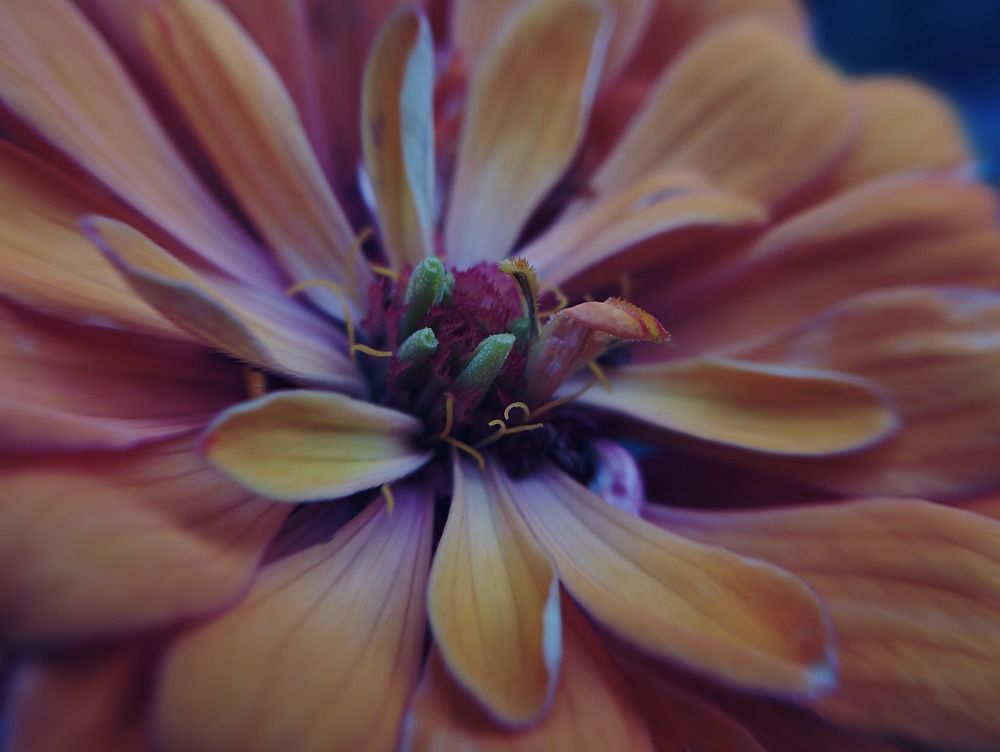 Photograph by Irina Dali