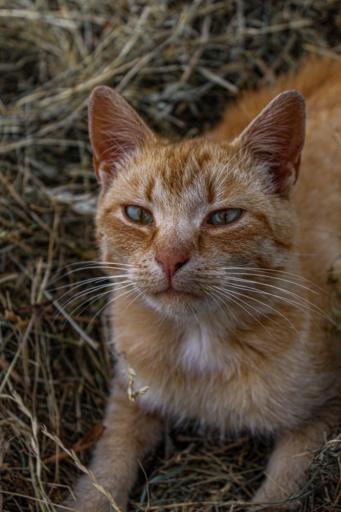 Photograph by Диана Козел