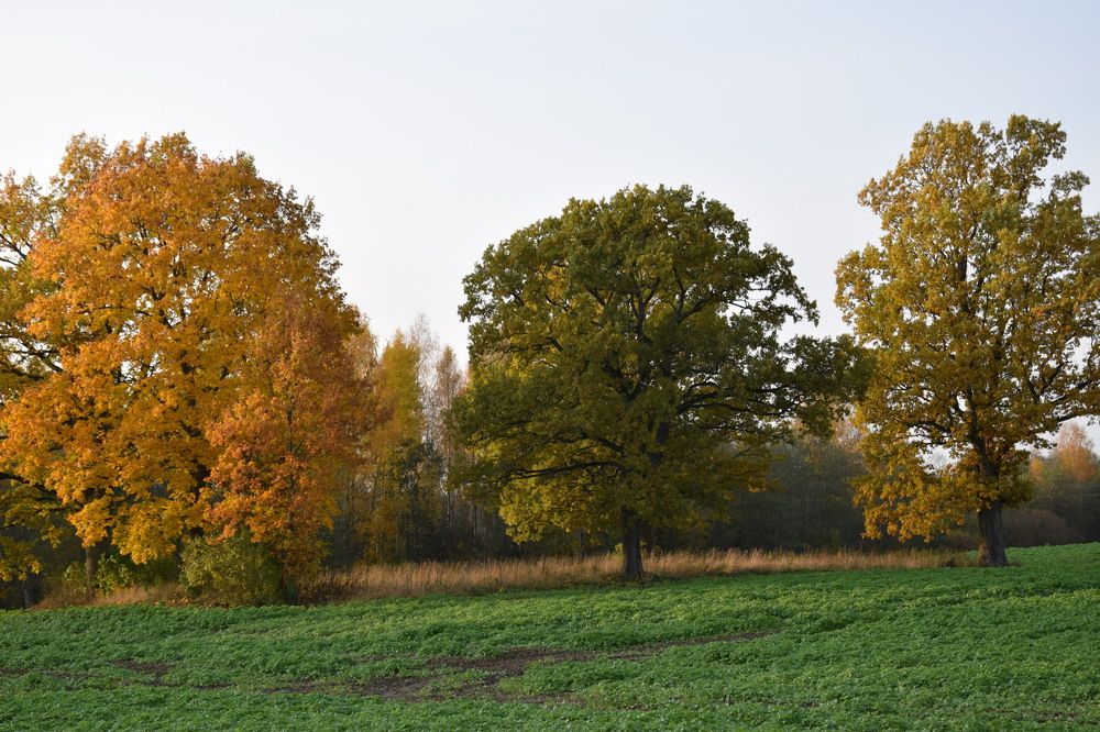 Photograph by Jolanta Zutiene