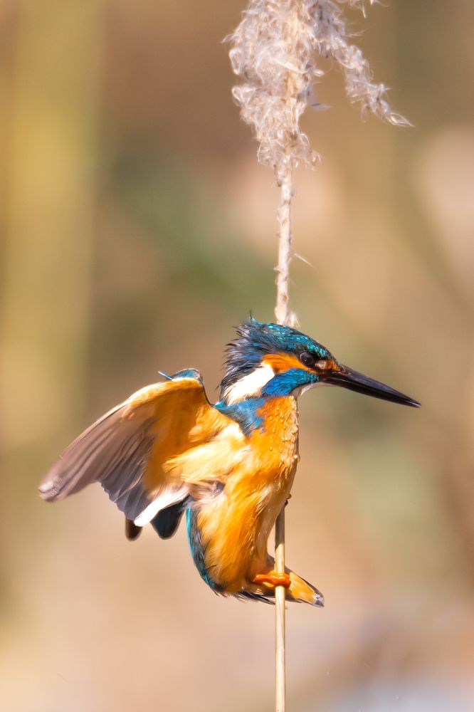 Photograph by Elena Levi