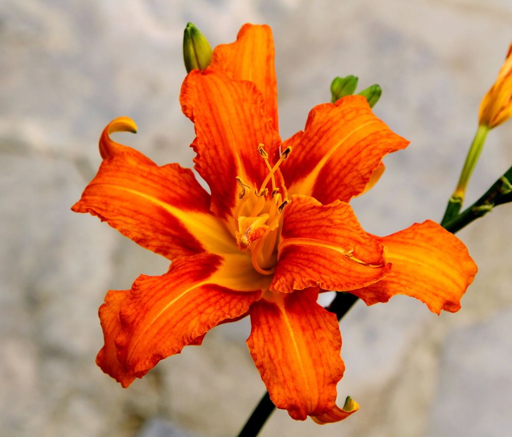 Photograph by Алексей Хазов