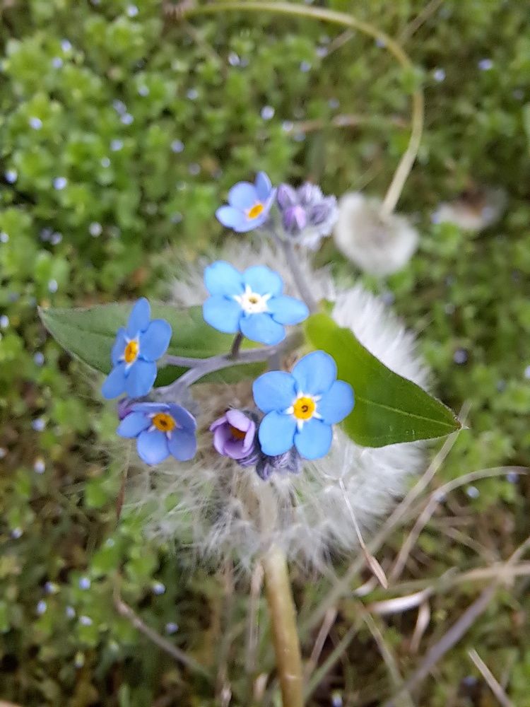 Фотография автора gustavo pecelis