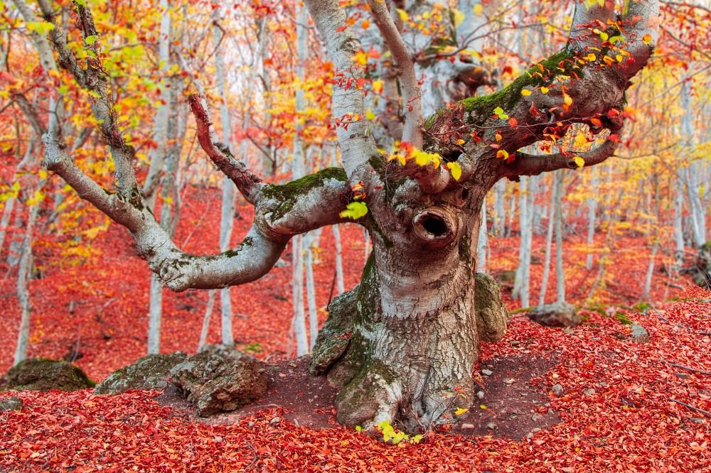 Photograph by Elena Levi