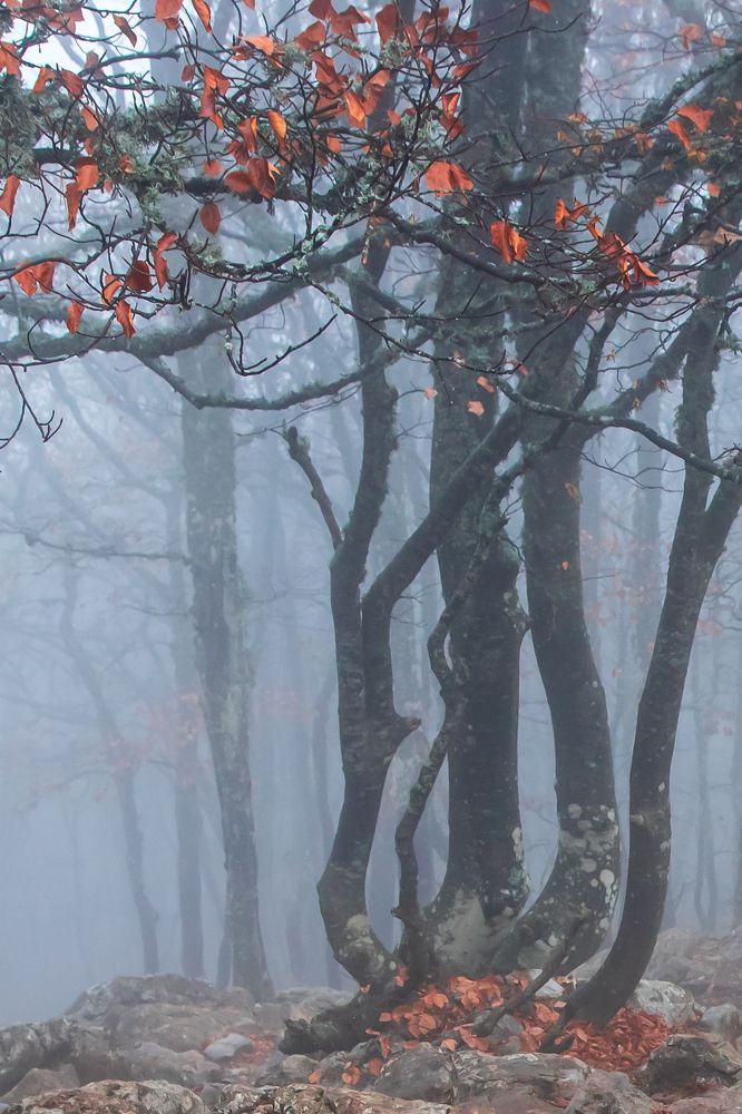 Photograph by Elena Levi