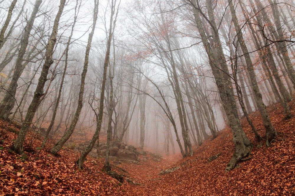 Photograph by Elena Levi