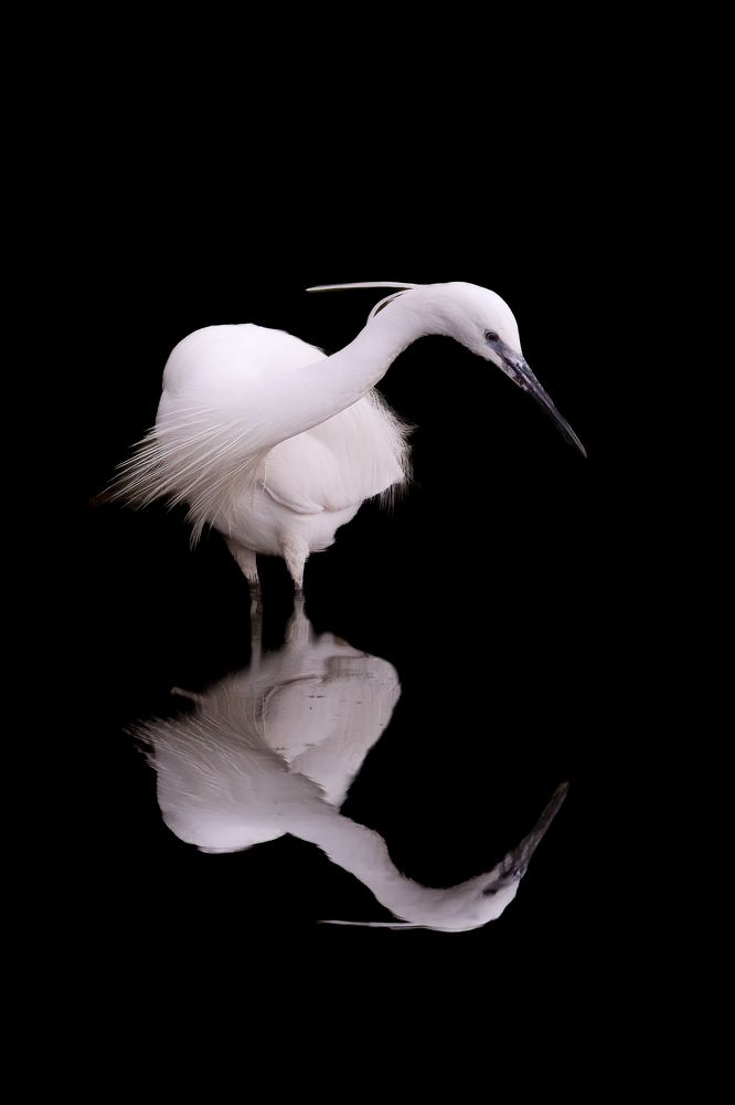 Photograph by Elena Levi