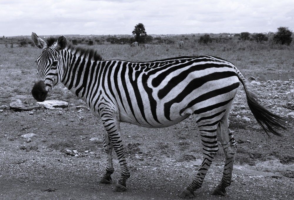 Photograph by Anna Yolshina