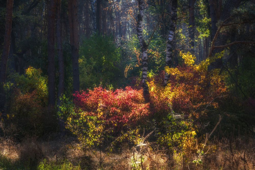 Утро в осеннем лесу