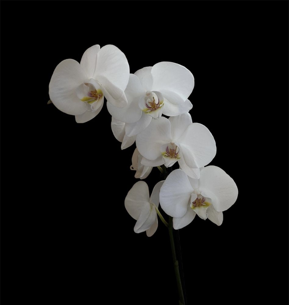 Photograph by Ольга Левенец