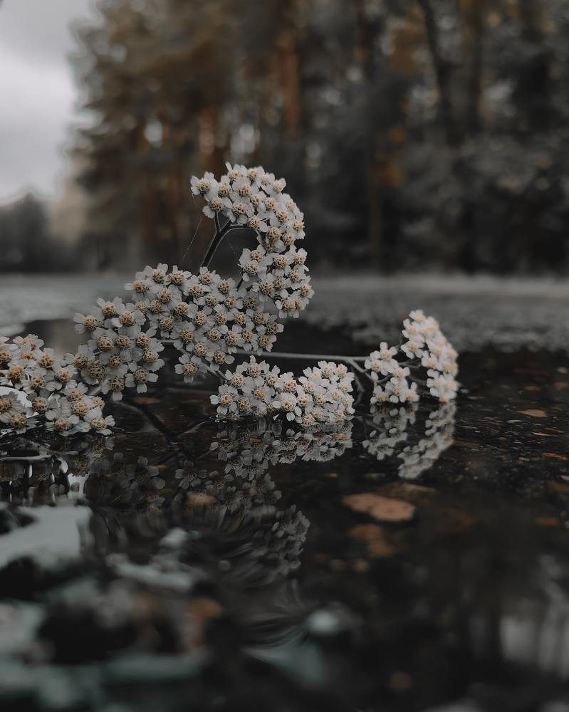 Photograph by Наталья