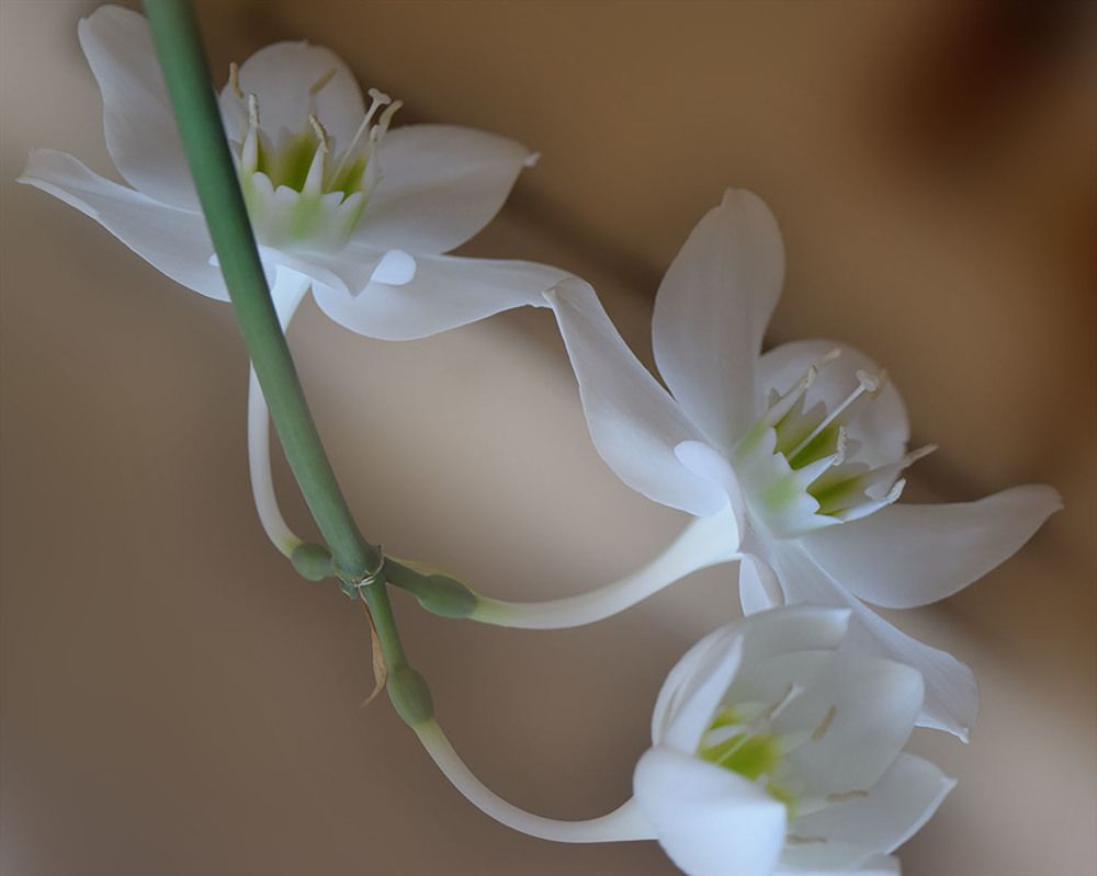 Амазонская лилия