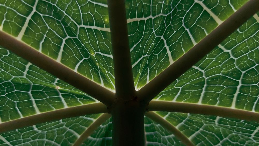A Papaya Leaf