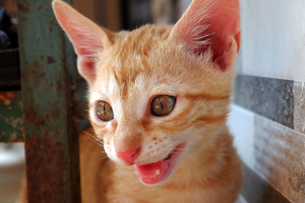 Photograph by Mahesh Shrigani