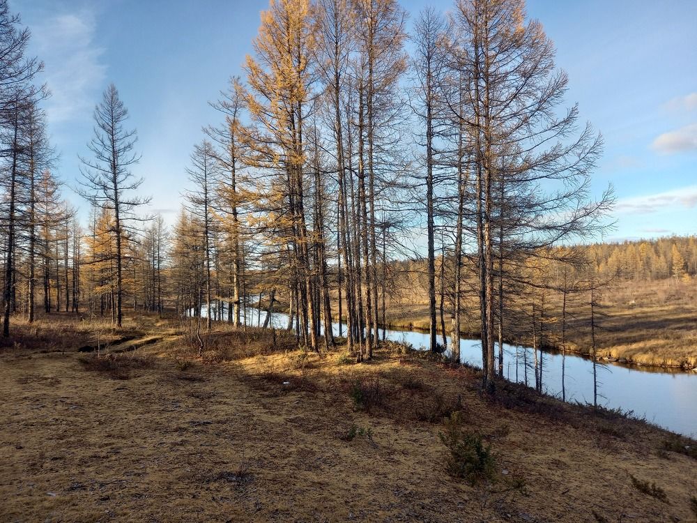 Лиственница