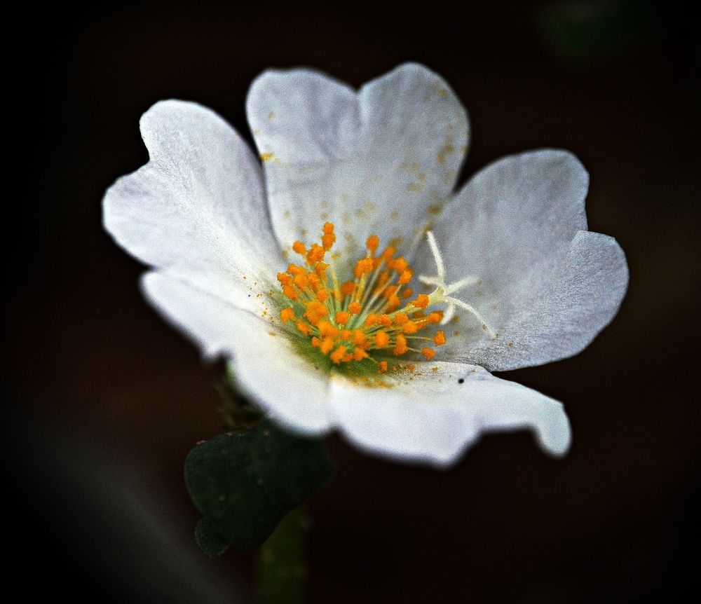 Photograph by FRANCISCO FERREIRA