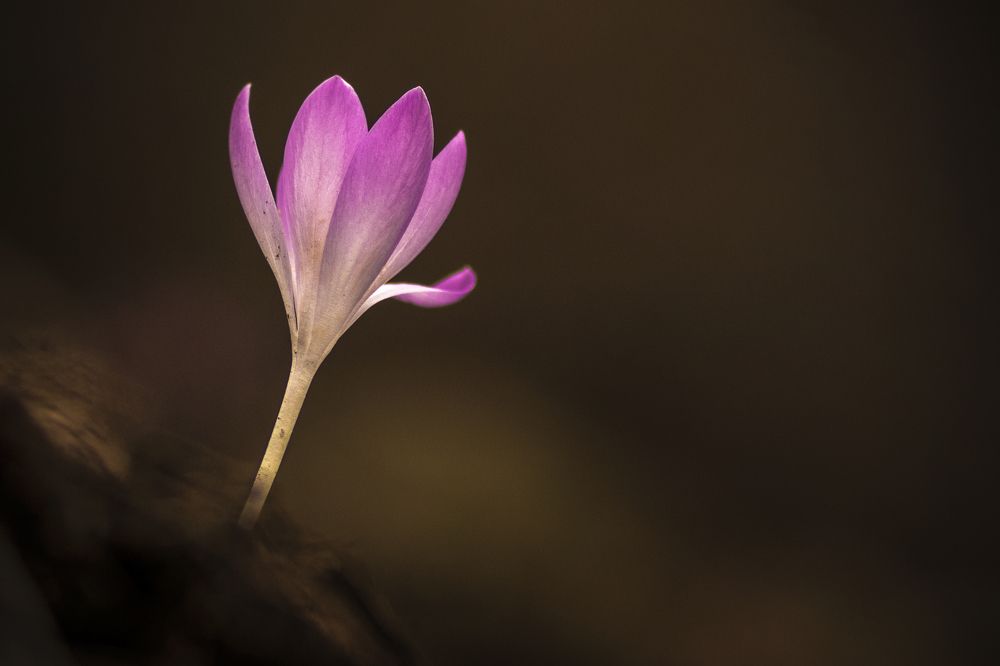 Crocus