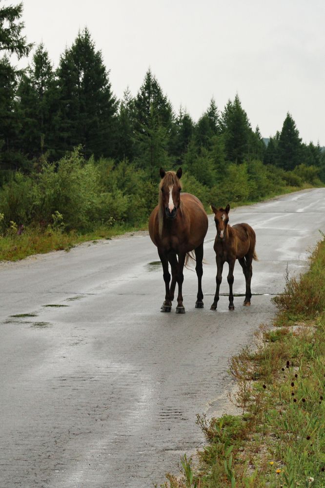 Фотография автора Egor Peshkov
