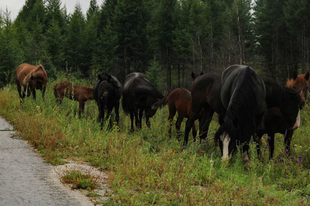 Фотография автора Egor Peshkov