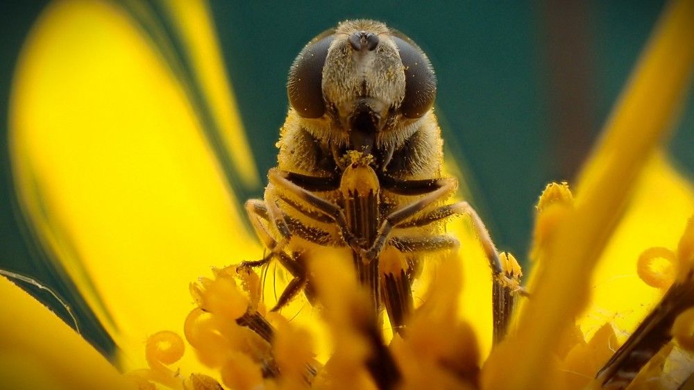 Нам бы ням-ням бы.