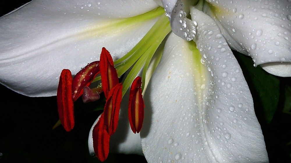 Лилия под ночным дождём