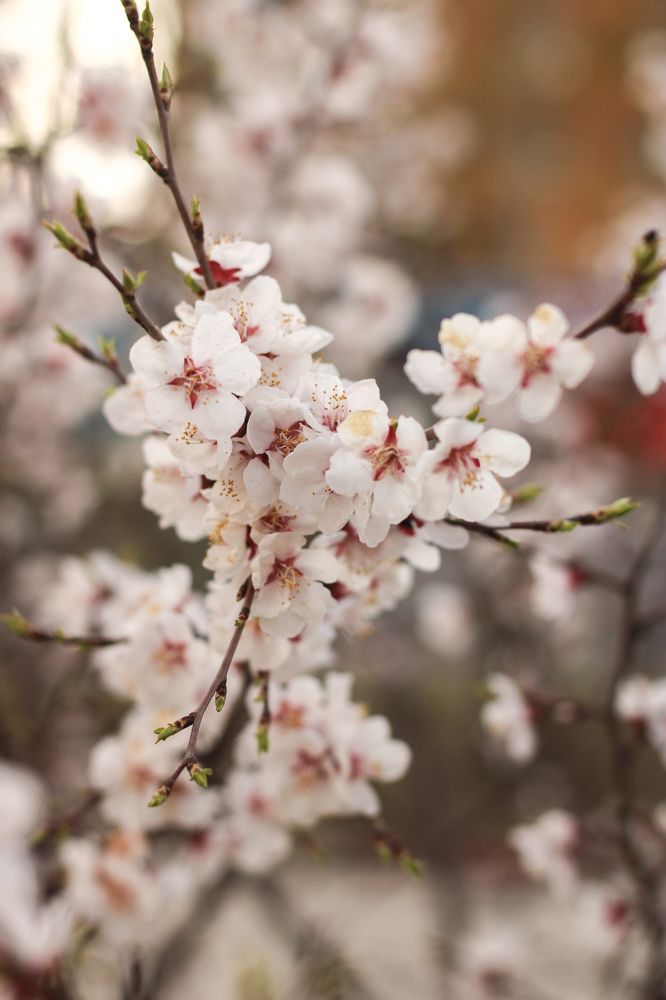 Фотография автора Egor Peshkov