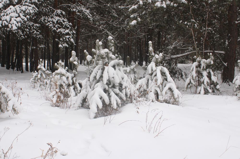 Фотография автора Egor Peshkov
