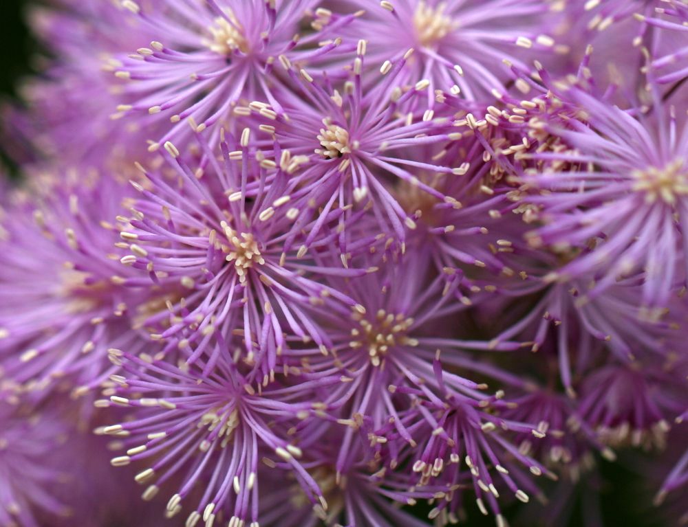 Photograph by елена