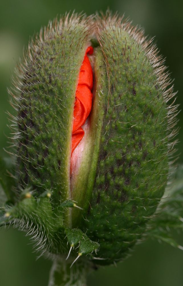 Photograph by елена