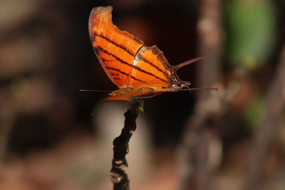 Photograph by Juliana